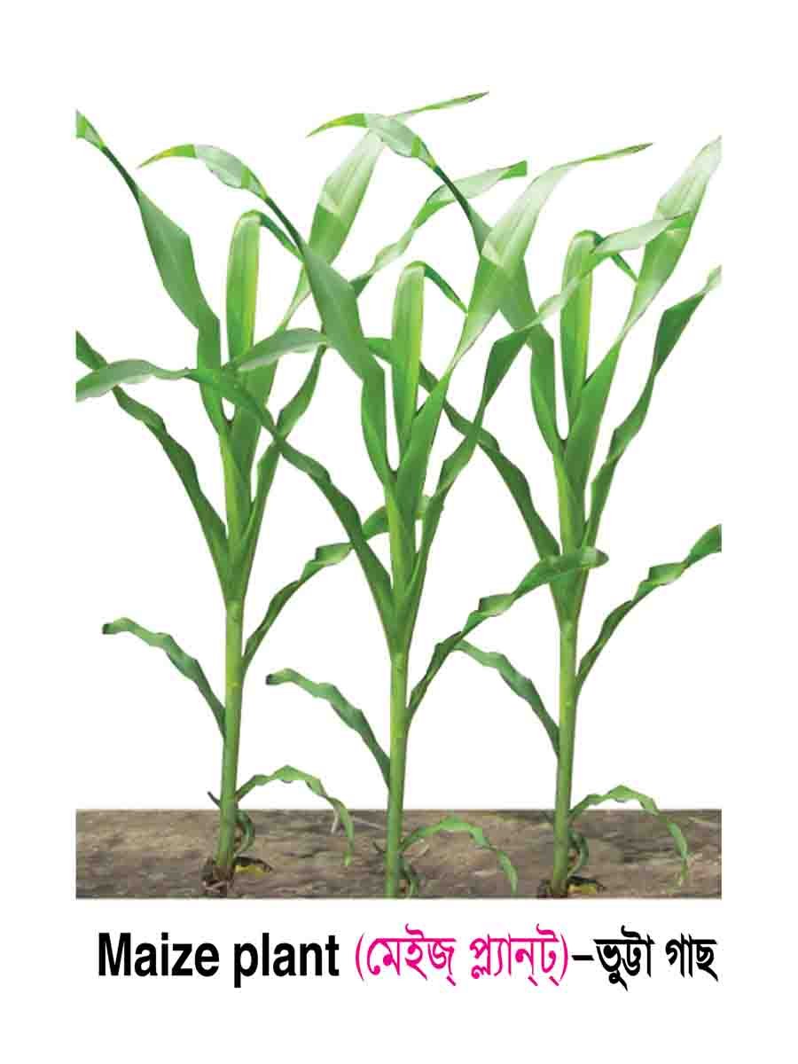 ৩৪টি বইয়ের জ্ঞানবাক্স preview 50