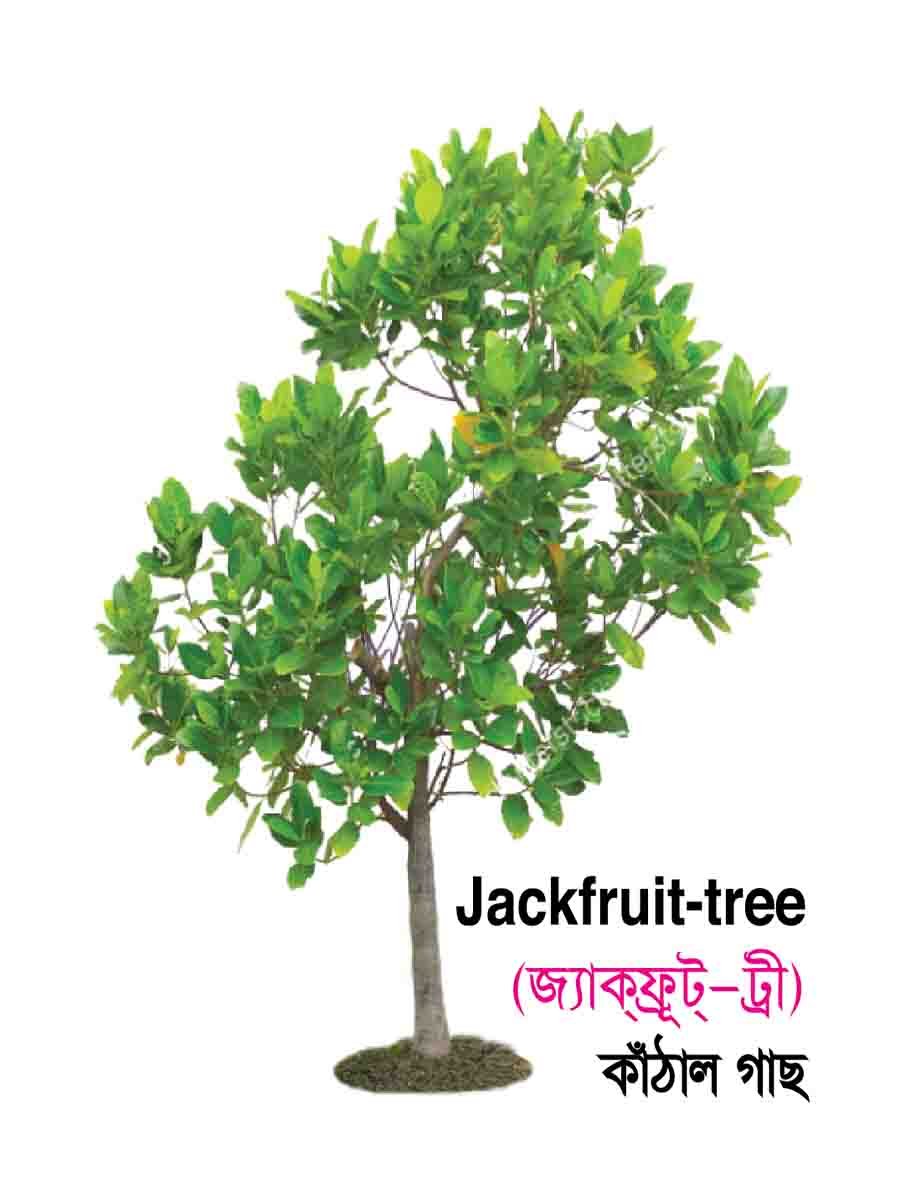 ৩৪টি বইয়ের জ্ঞানবাক্স preview 62