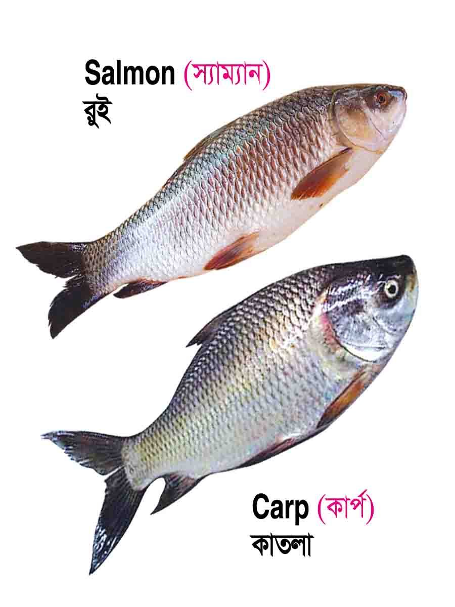 ২৮টি বইয়ের জ্ঞানবাক্স preview 20