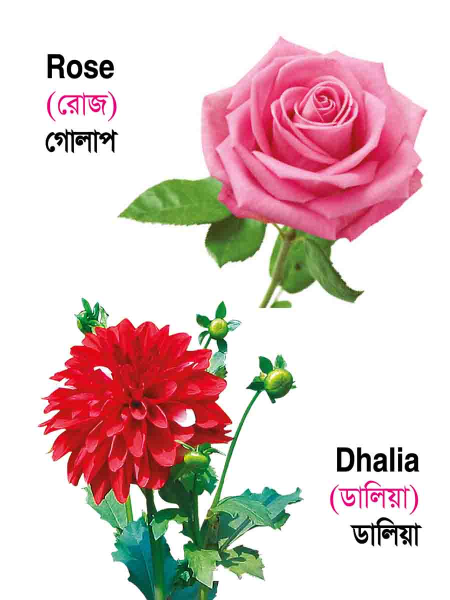 ২৬টি বইয়ের জ্ঞানবাক্স preview 18