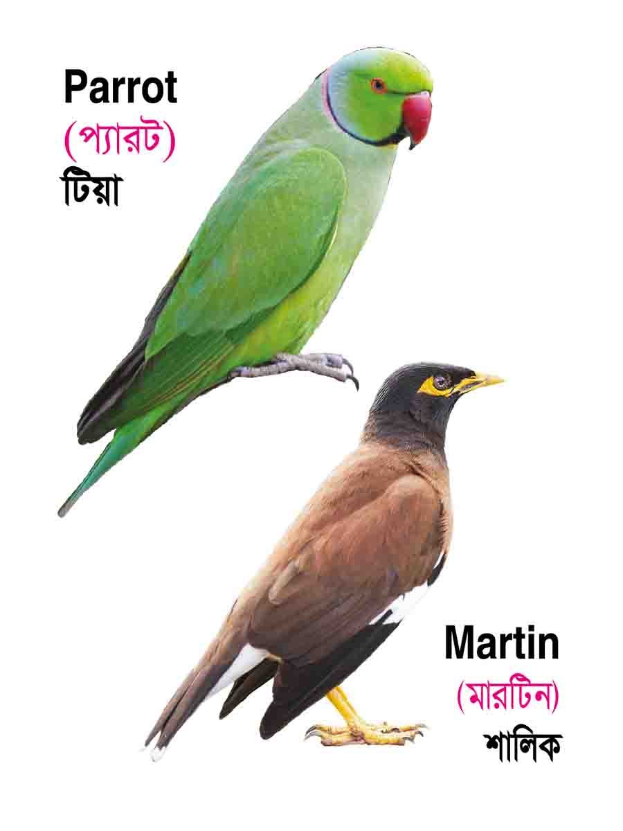 ১৬টি বইয়ের জ্ঞানবাক্স preview 24