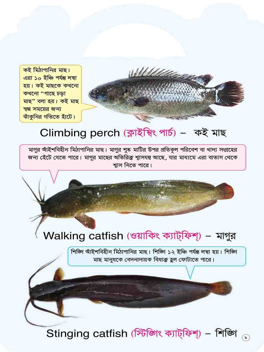 Picture Word Book Series preview 6