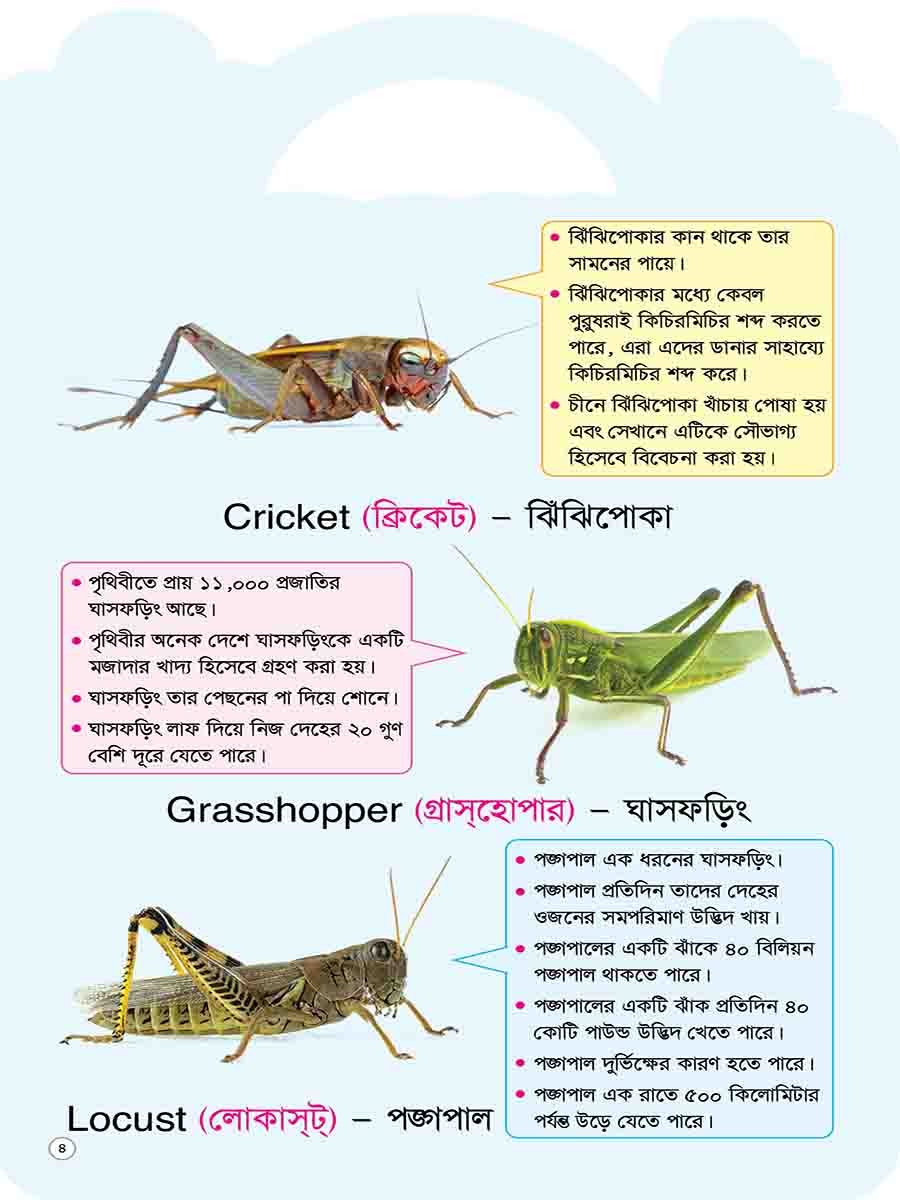 Picture Word Book Series preview 14