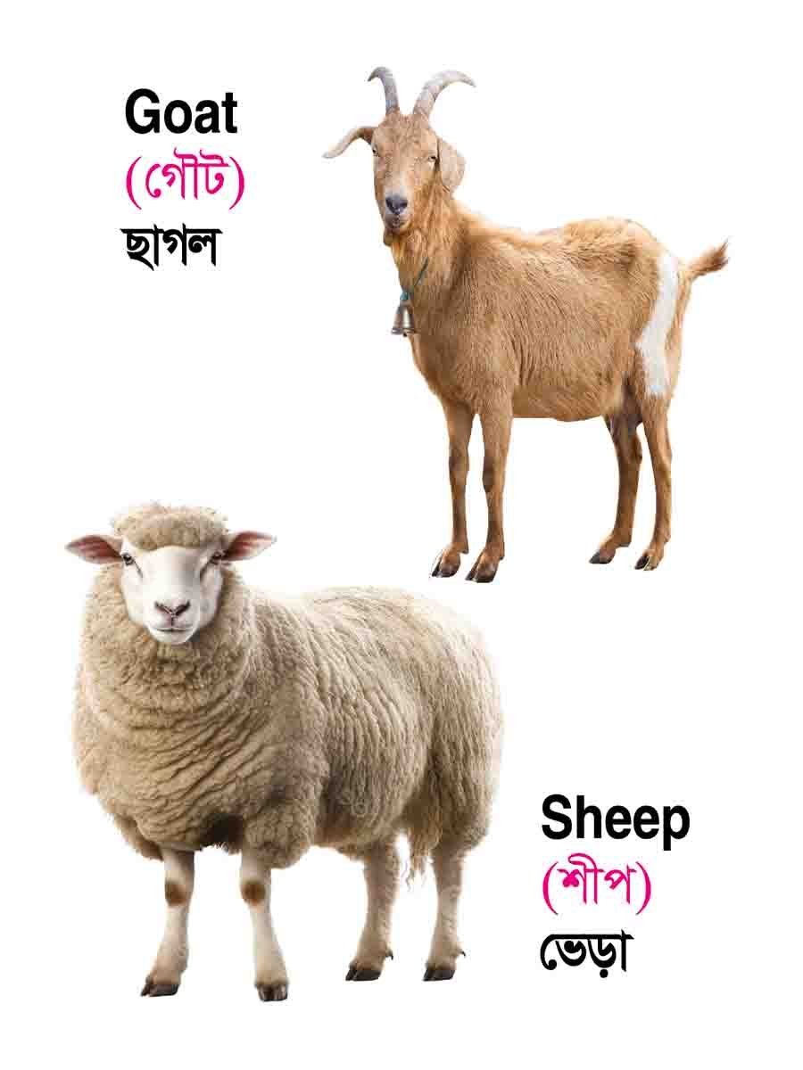 ৪৮টি বইয়ের জ্ঞানবাক্স preview 16