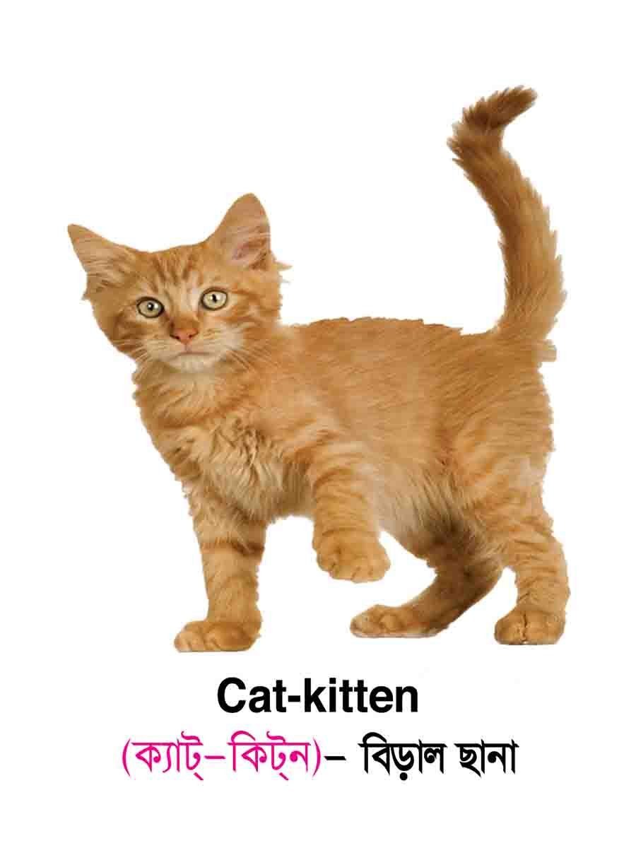 ৪৮টি বইয়ের জ্ঞানবাক্স preview 66