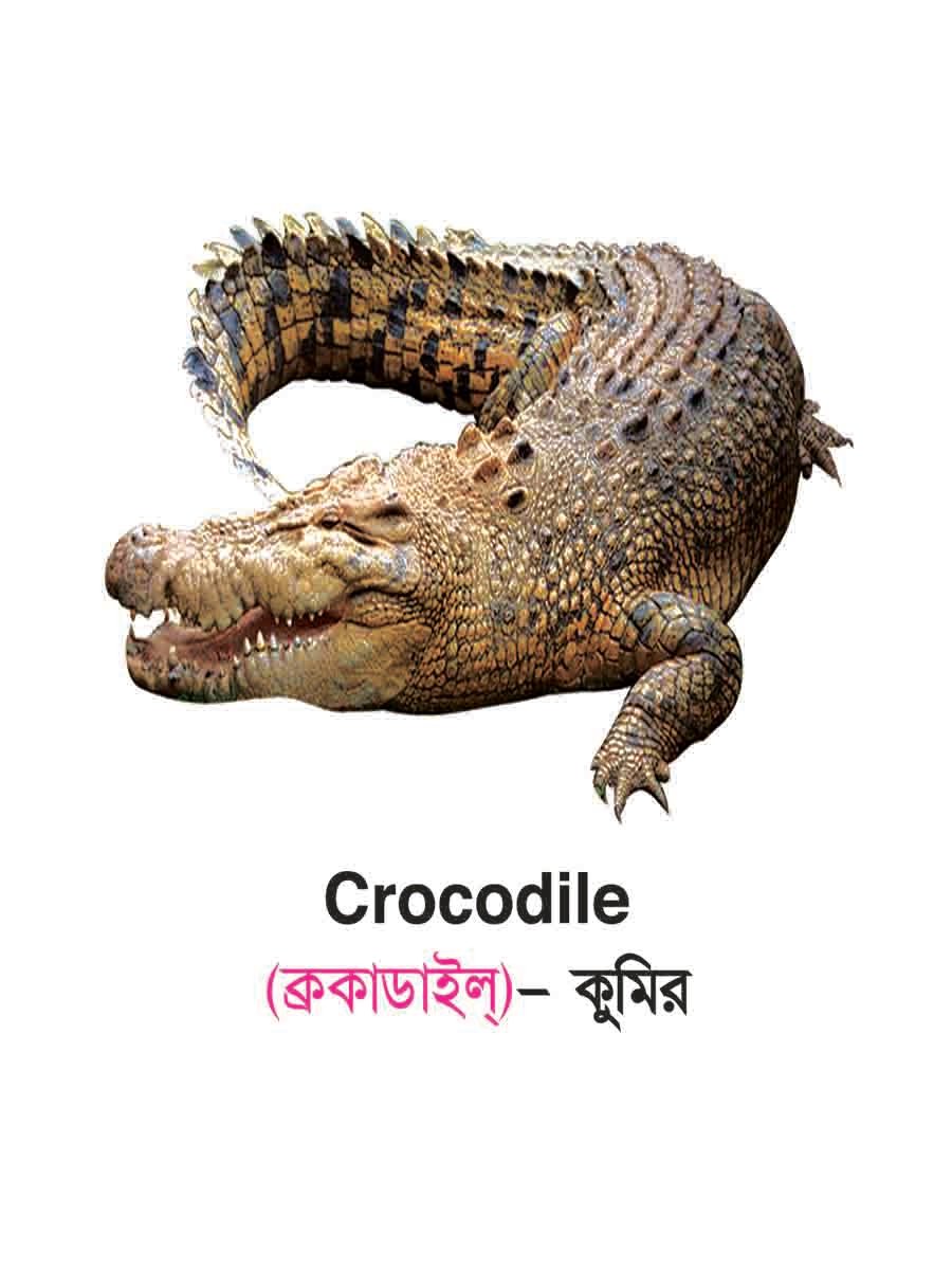 ৪৮টি বইয়ের জ্ঞানবাক্স preview 84