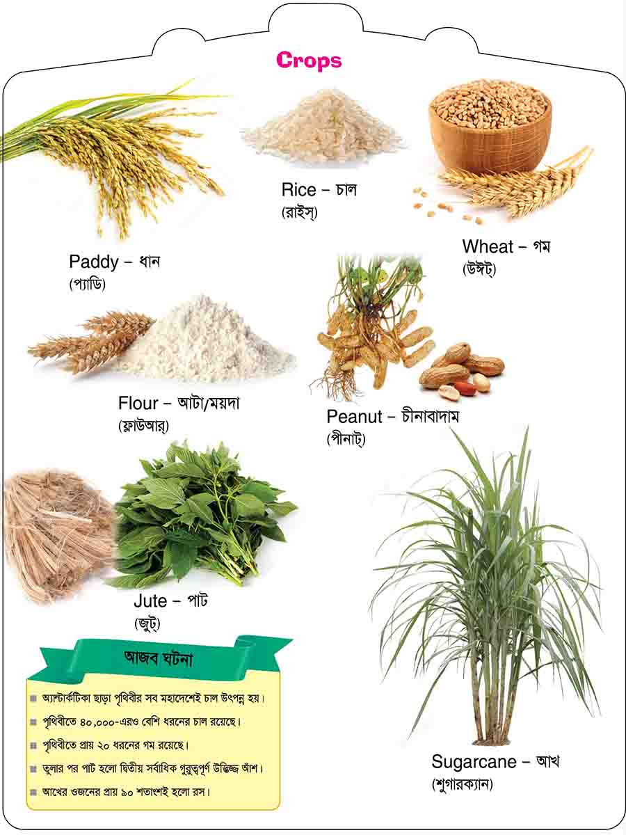 Crops & Spices preview 2