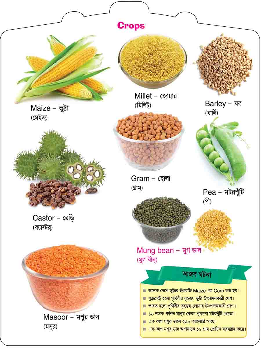Crops & Spices preview 3