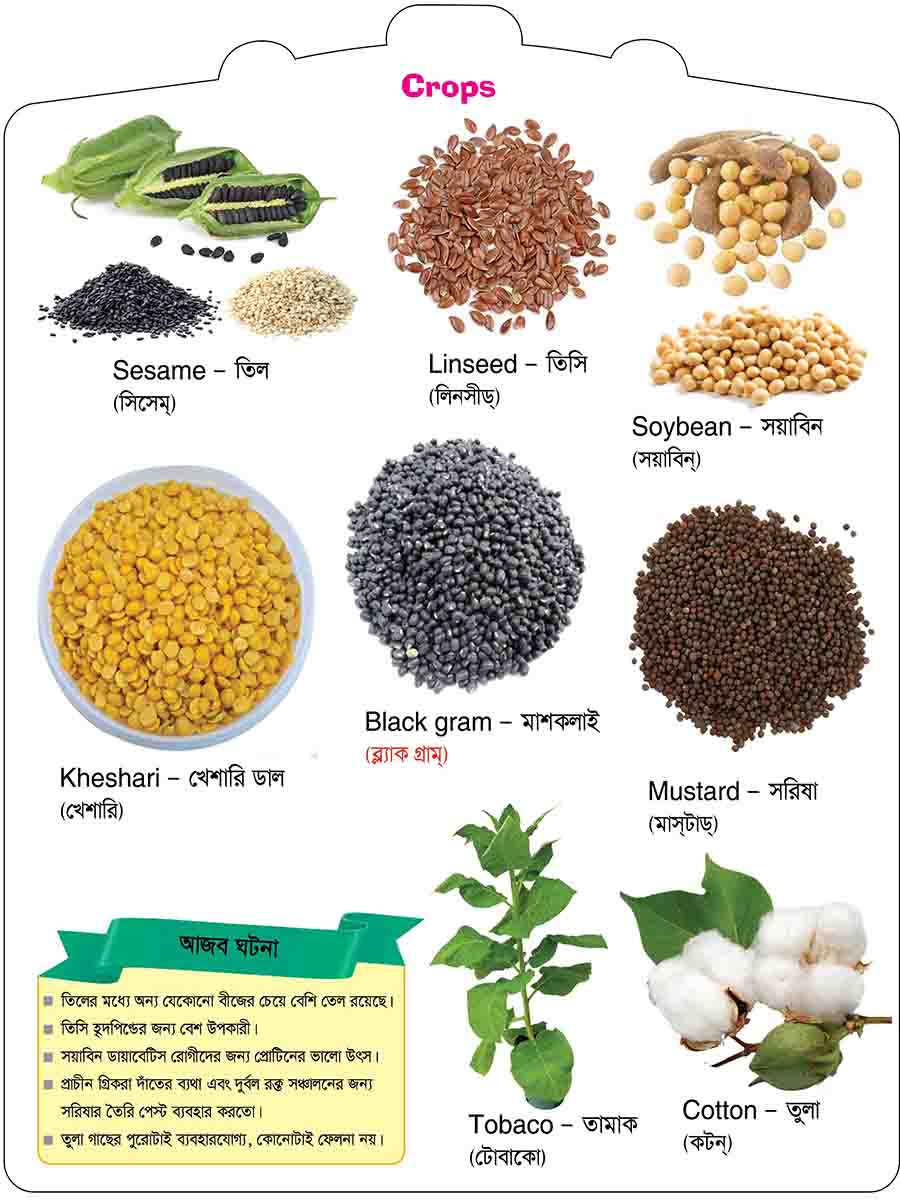 Crops & Spices preview 4