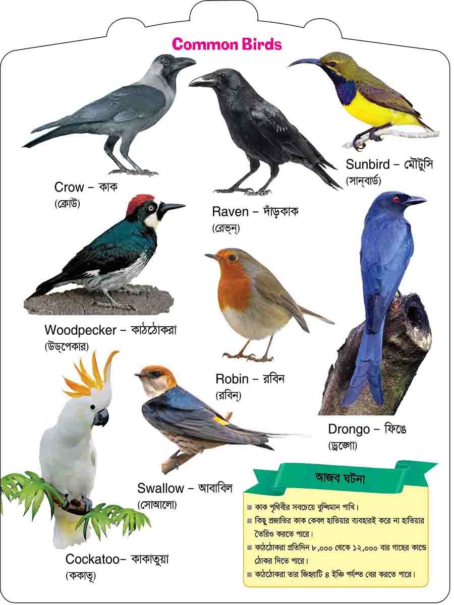 Birds preview 2