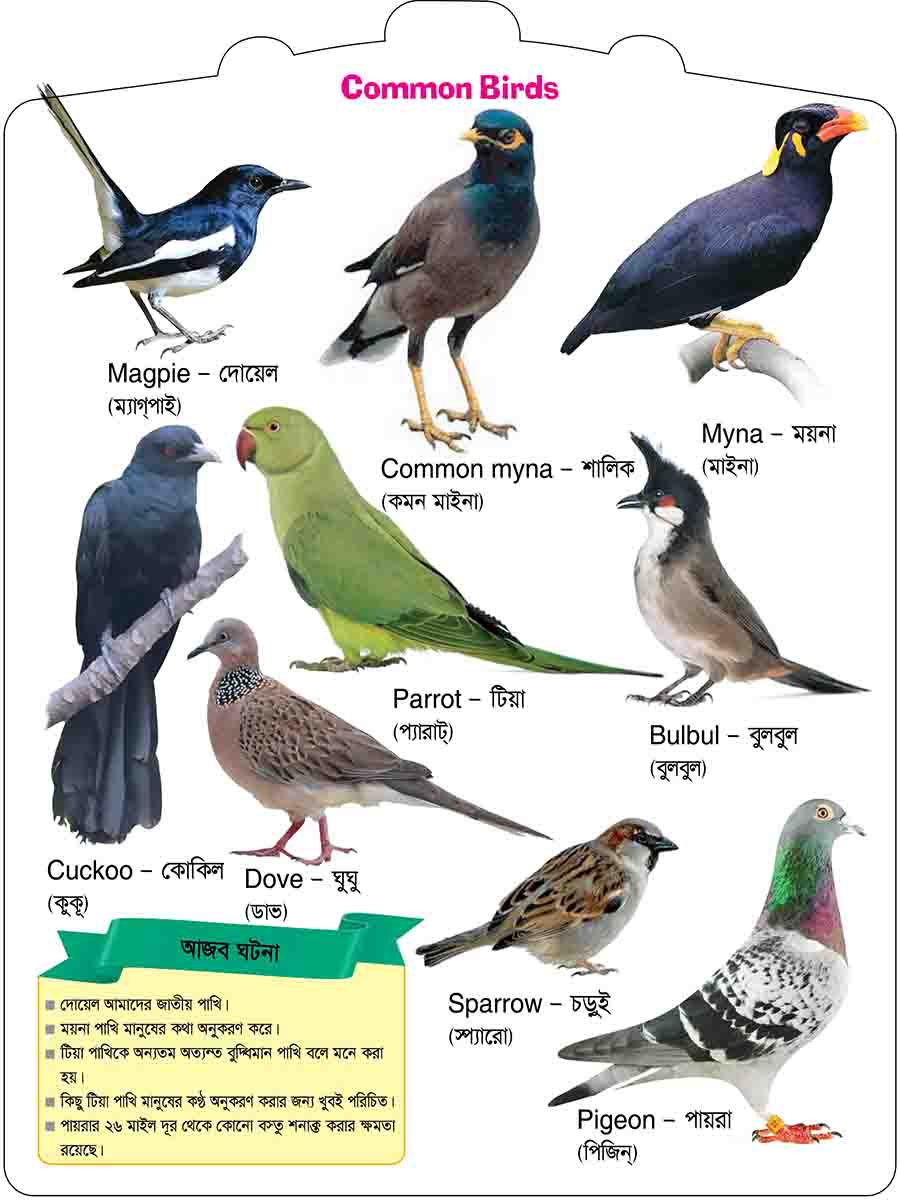 Birds preview 3