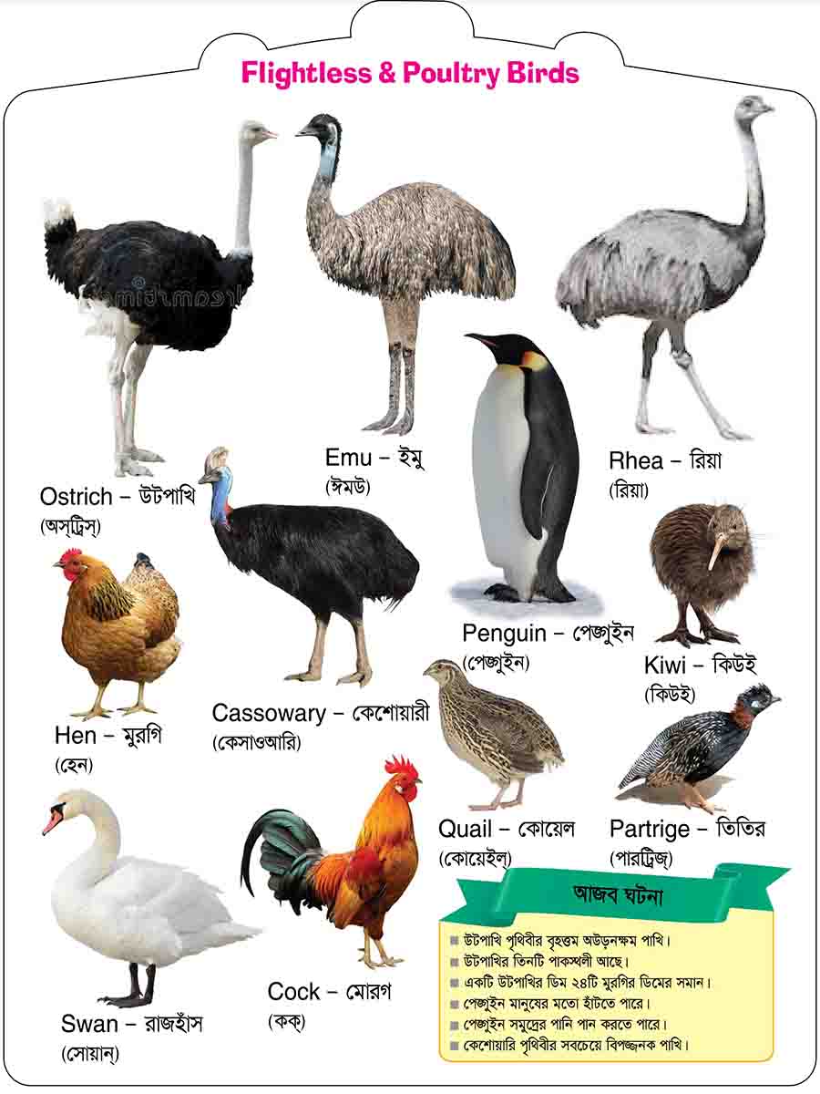 Birds preview 4