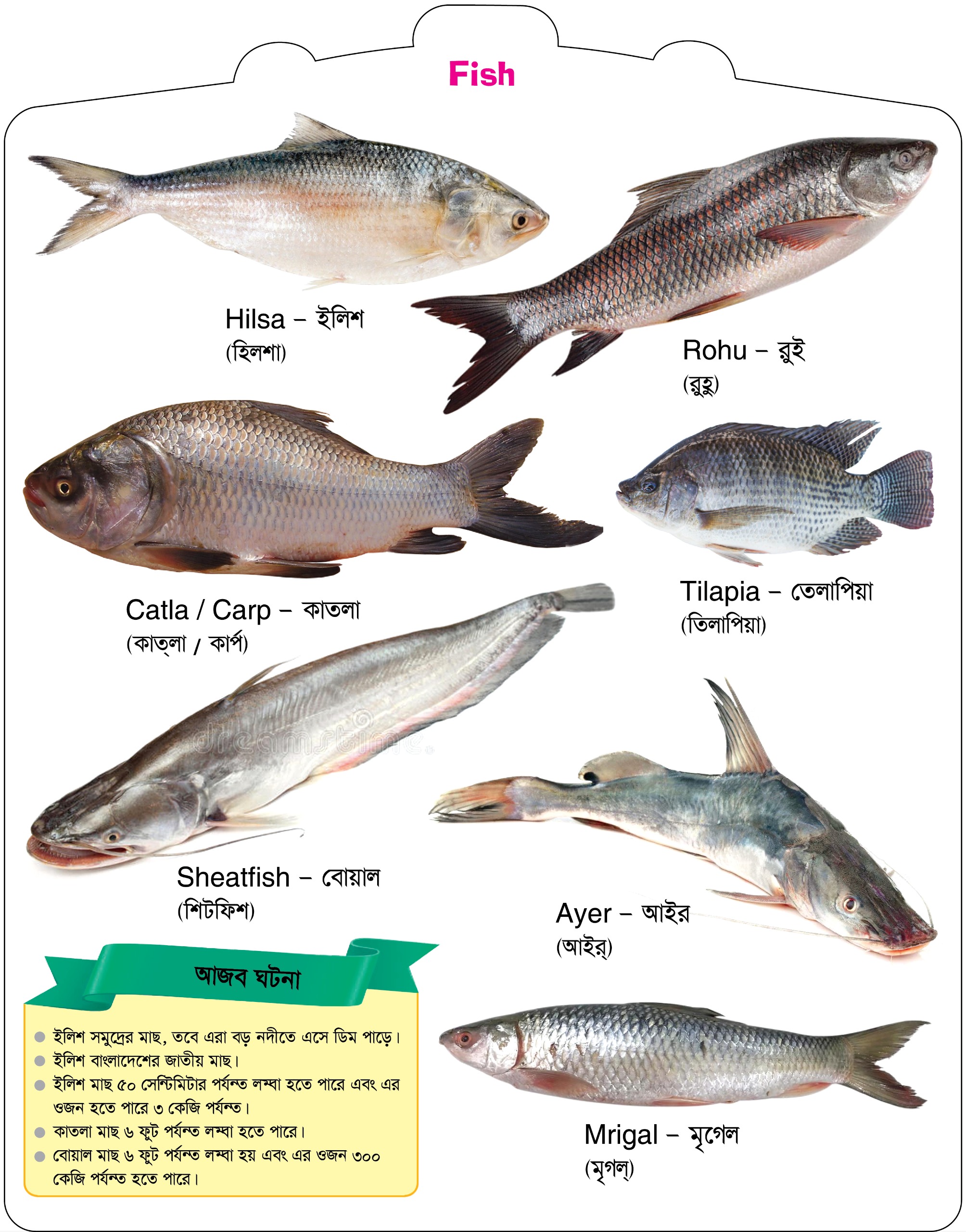 Fishes preview 2