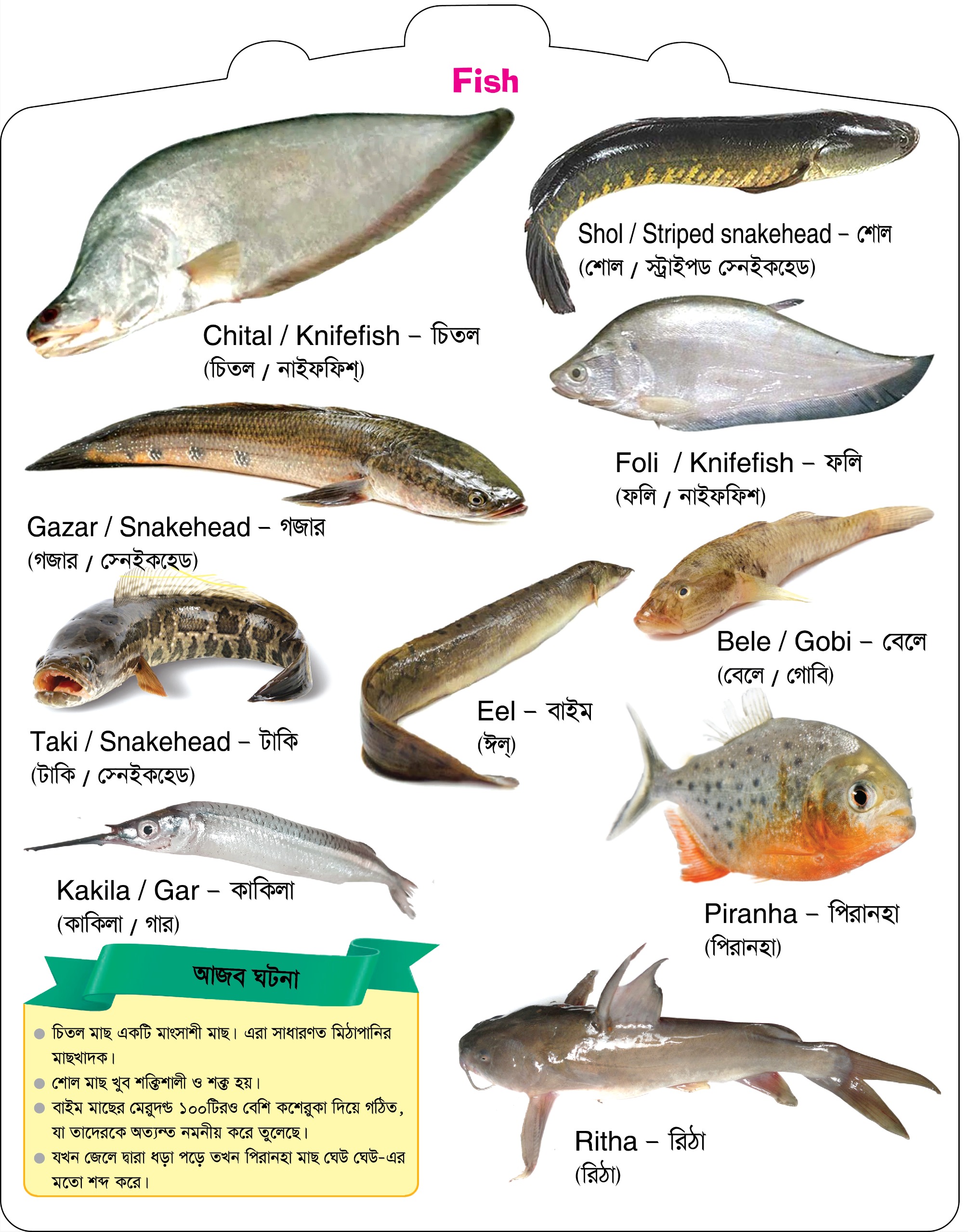 Fishes preview 3