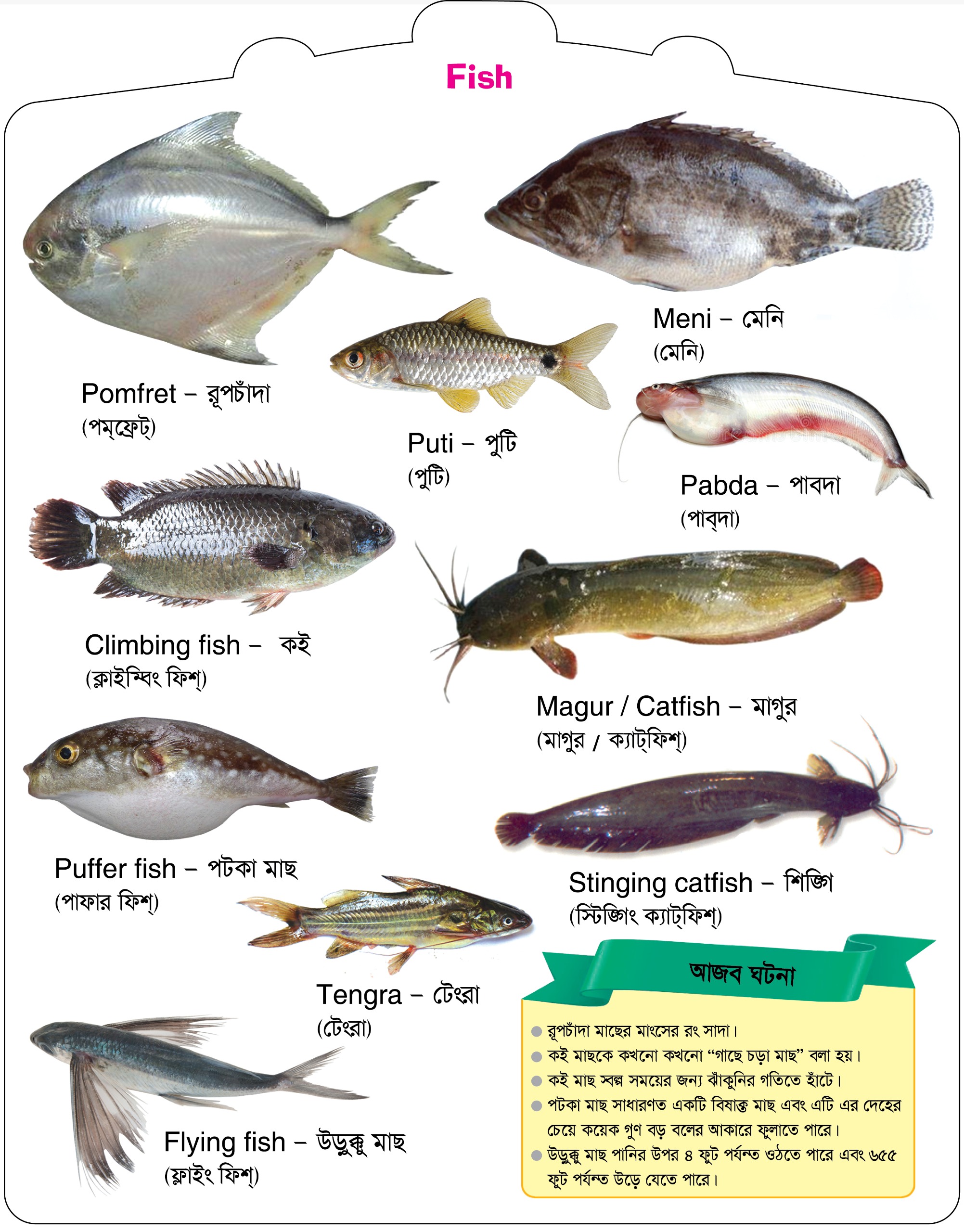 Fishes preview 4