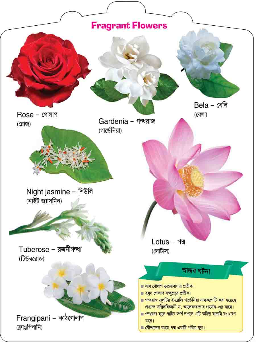Flowers preview 2
