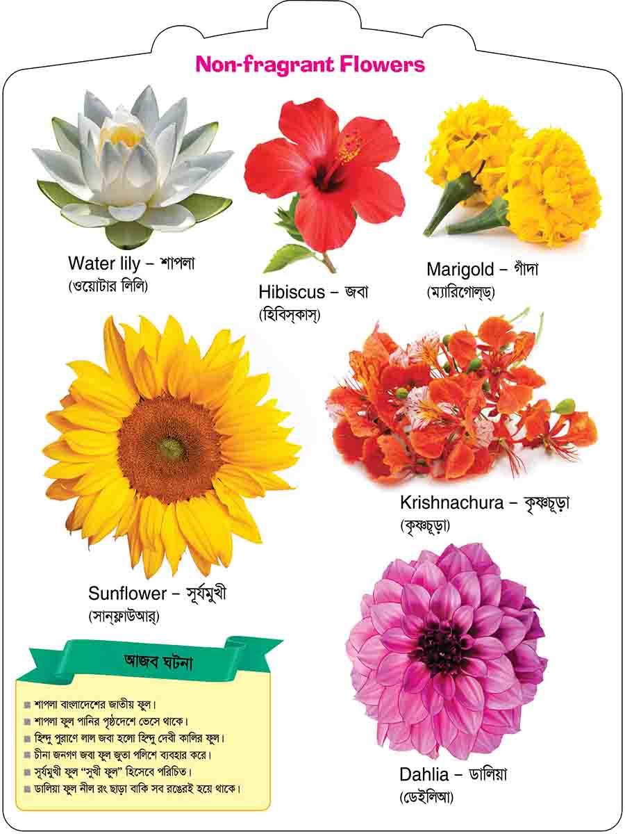 Flowers preview 3