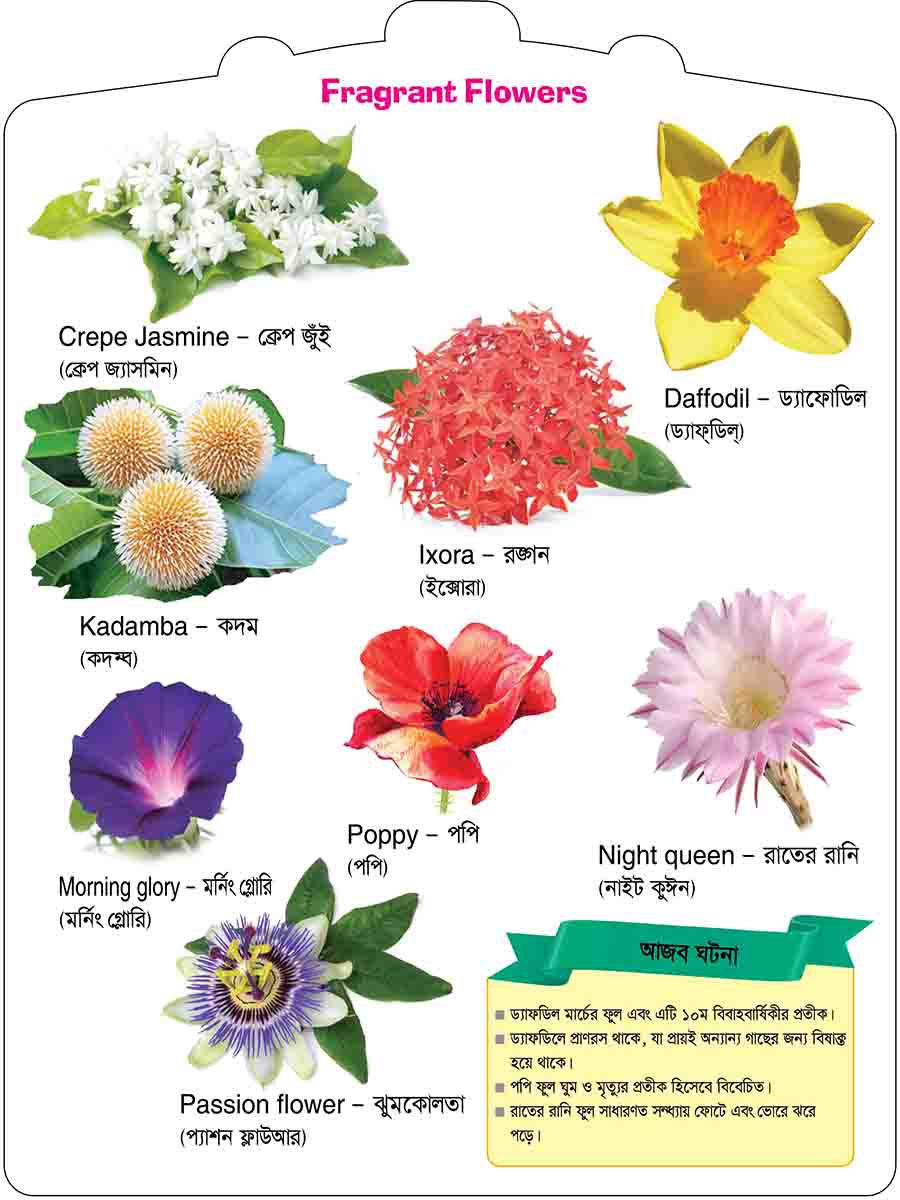 Flowers preview 4