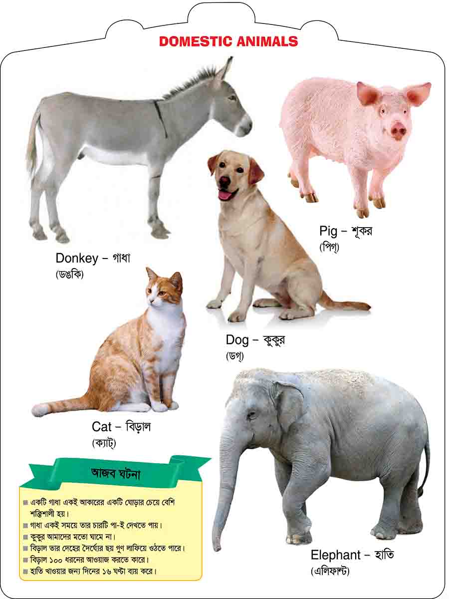 Domestic Animals preview 2