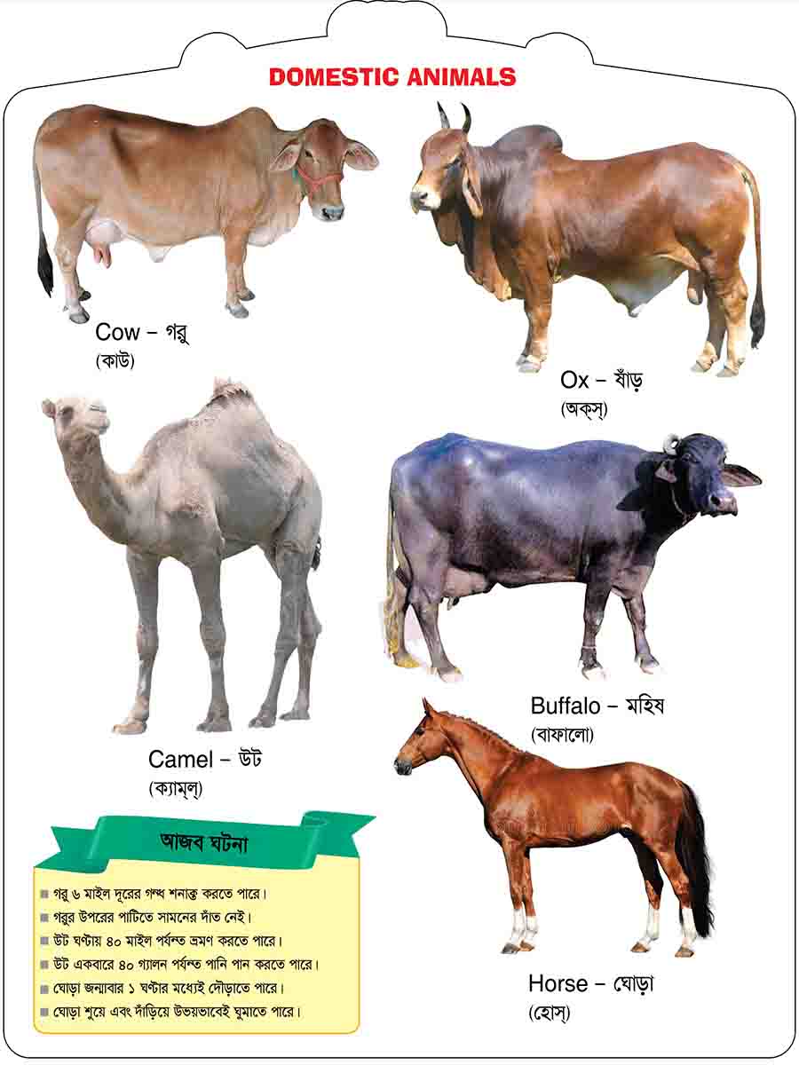 Domestic Animals preview 3