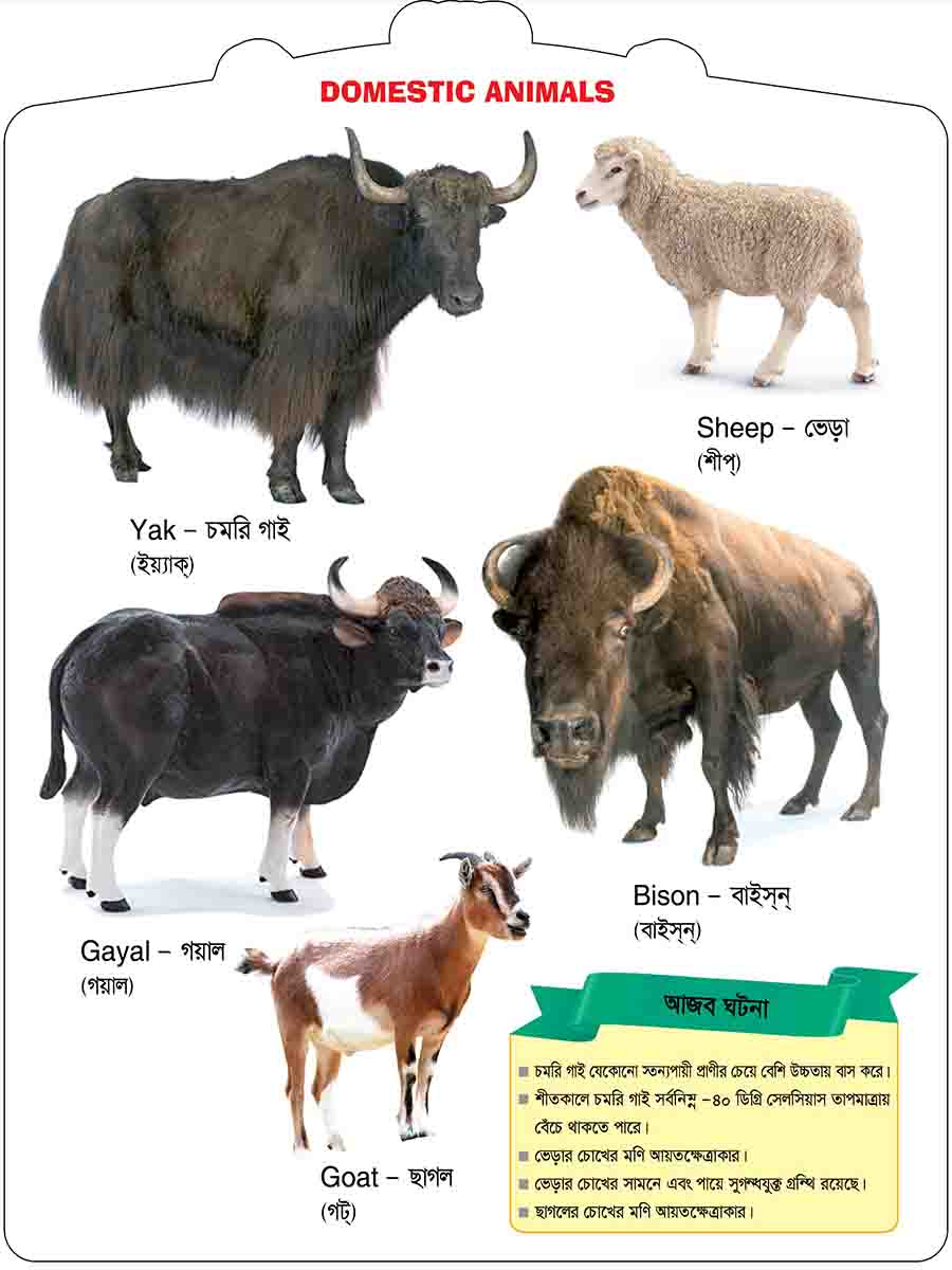 Domestic Animals preview 4