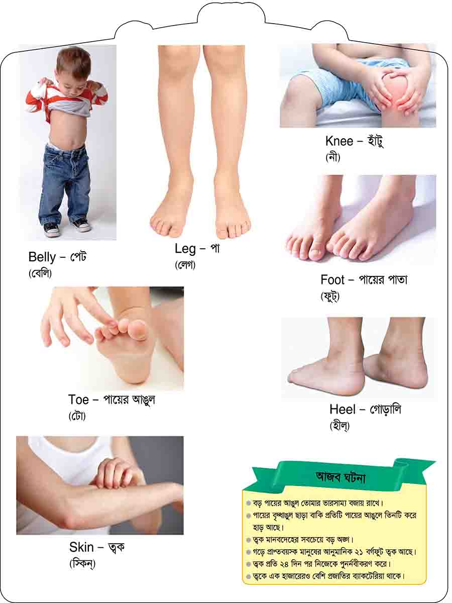 Human Body preview 3