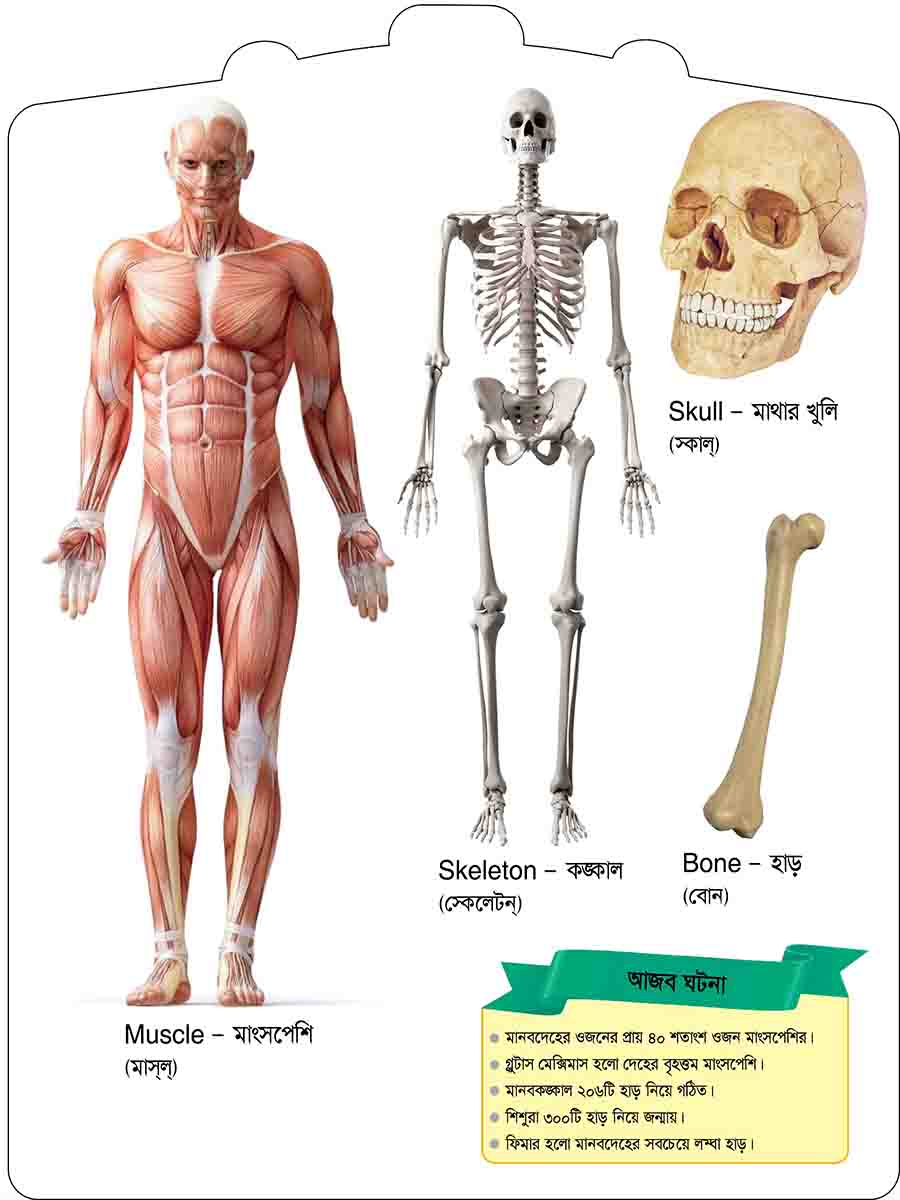 Human Body preview 4