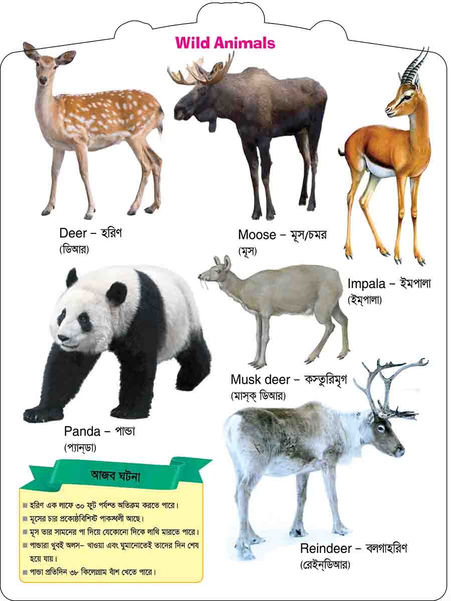 Wild Animals preview 2