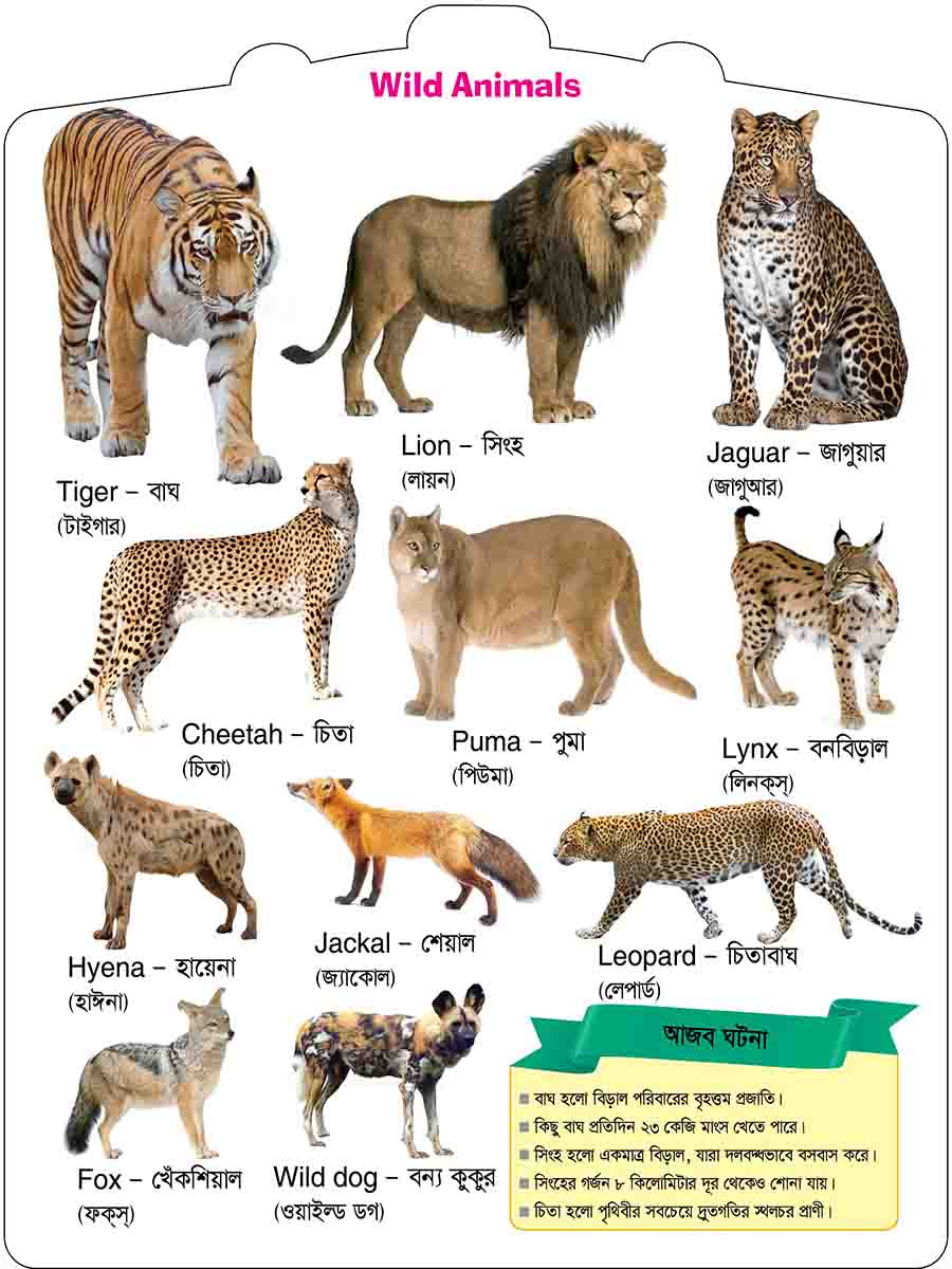 Wild Animals preview 3