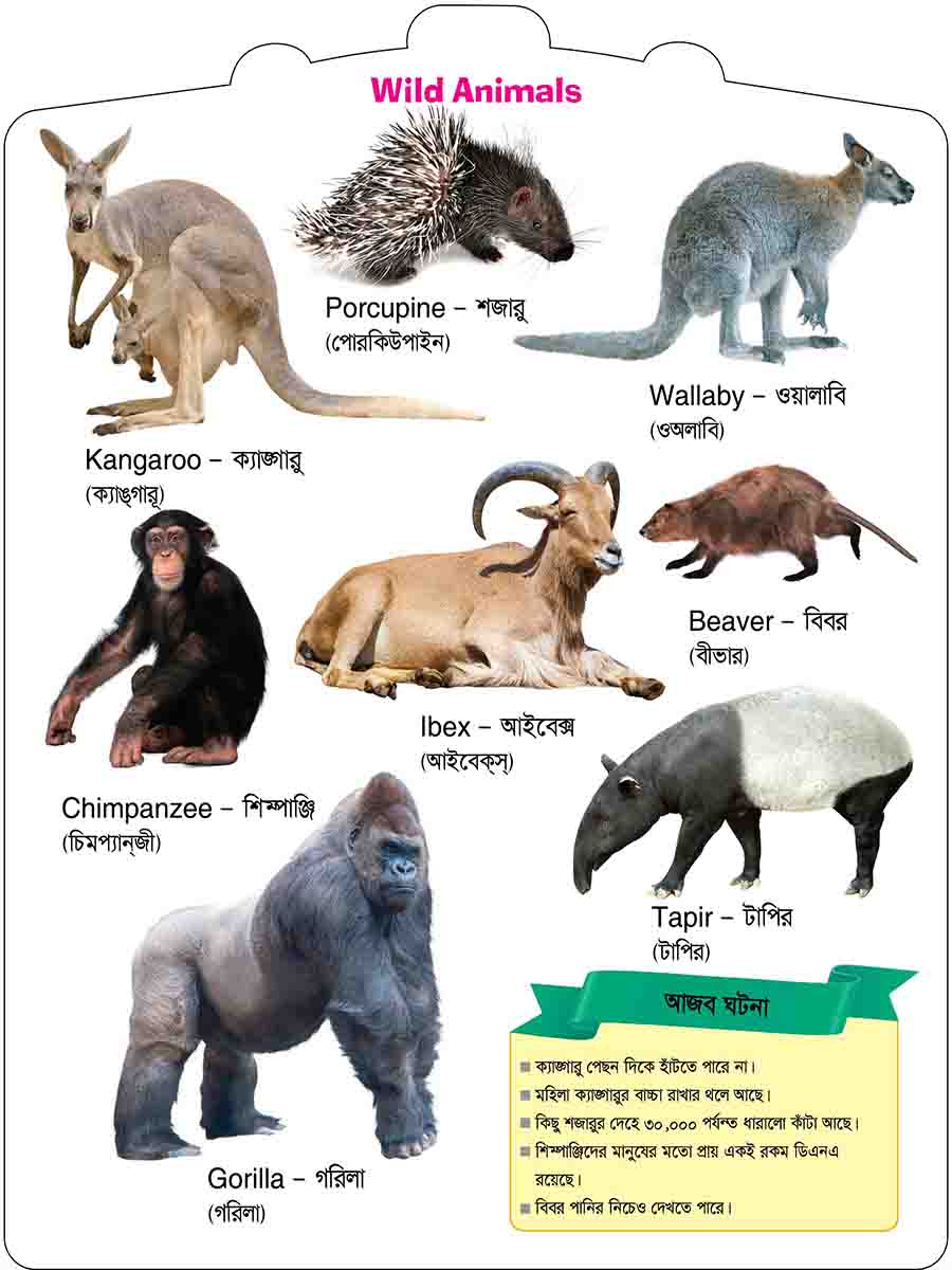 Wild Animals preview 4