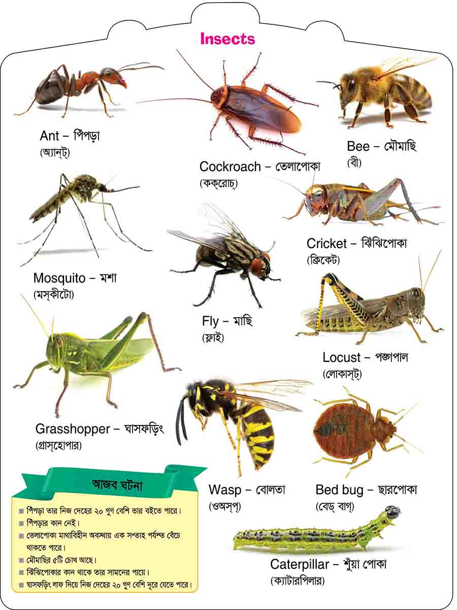 Insects & Reptiles preview 2