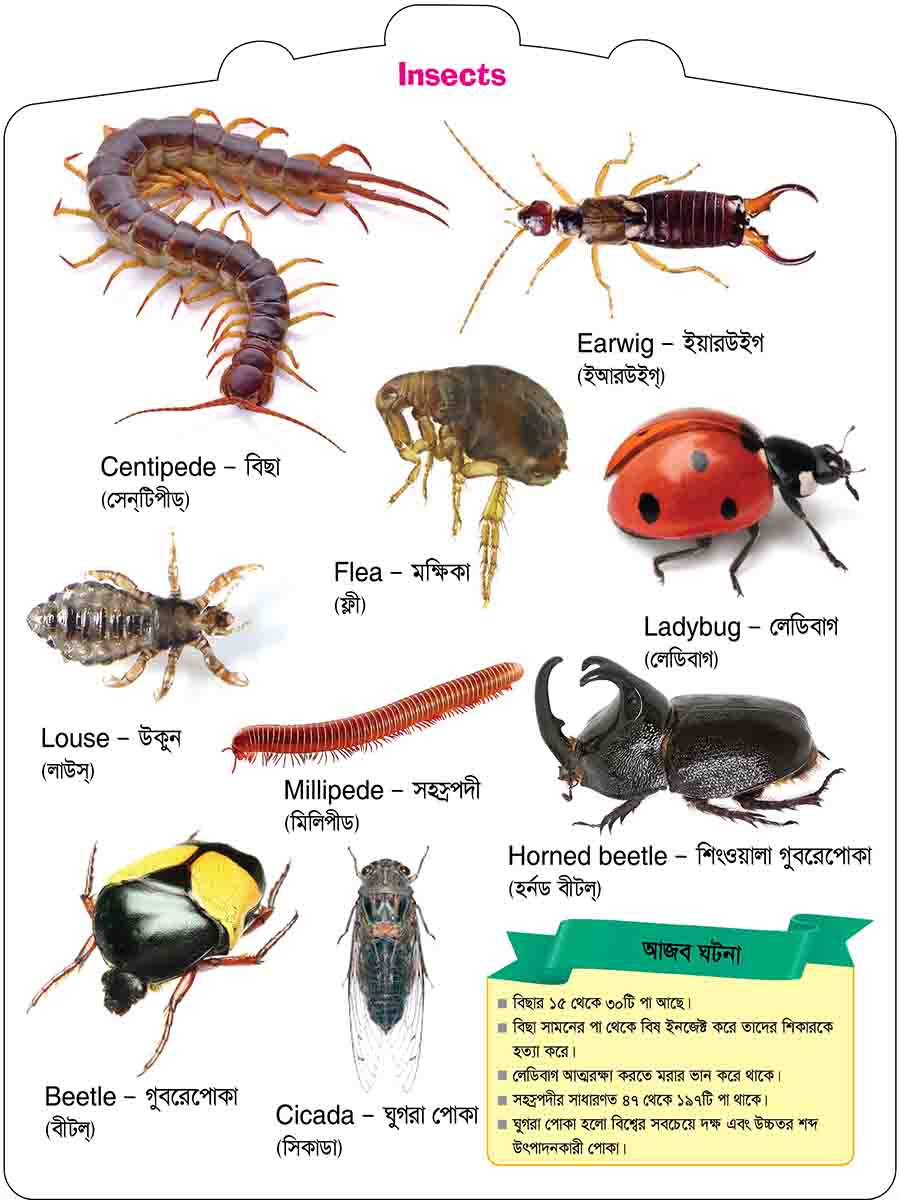 Insects & Reptiles preview 3
