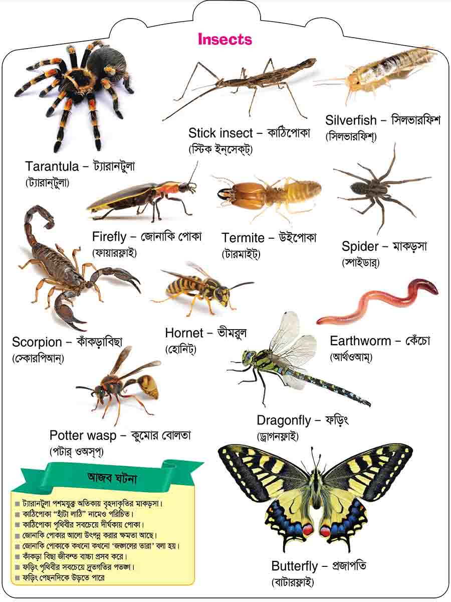 Insects & Reptiles preview 4