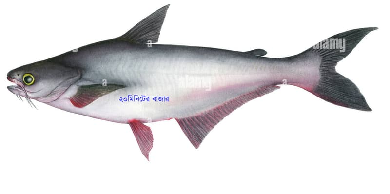 পাঙ্গাস মাছ ১৭০ টাকা কেজি  ফ্রেশ তাজা  মাছ 