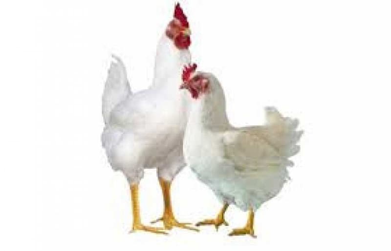 পোলট্রি মুরগি ১৮০ টাকা কেজি 