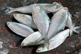 ইলিশ মাছ   ৮০০ টাকা কেজি ৩ পিসে এক কেজি হবে। 