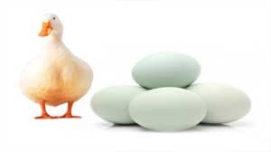 হাসের ডিম স্টকে নাই 